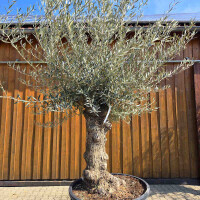 Olivenbaum Bonsai Nr. 2605 Hojiblanca