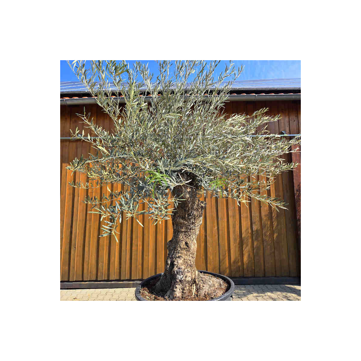 Olivenbaum Bonsai Nr. 2606 Hojiblanca