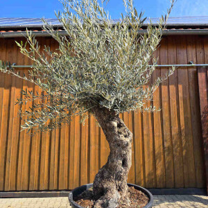 Olivenbaum Bonsai Nr. 2606 Hojiblanca