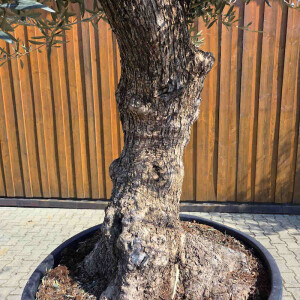 Olivenbaum Bonsai Nr. 2606 Hojiblanca