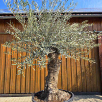 Olivenbaum Bonsai Nr. 2606 Hojiblanca