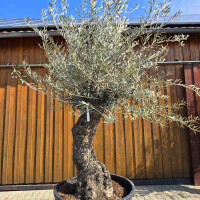 Olivenbaum Bonsai Nr. 2606 Hojiblanca