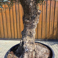 Olivenbaum Bonsai Nr. 2606 Hojiblanca