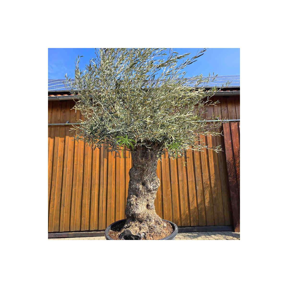 Olivenbaum Bonsai Nr. 2607 Hojiblanca