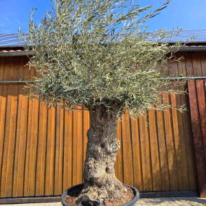 Olivenbaum Bonsai Nr. 2607 Hojiblanca
