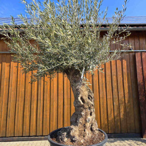 Olivenbaum Bonsai Nr. 2607 Hojiblanca