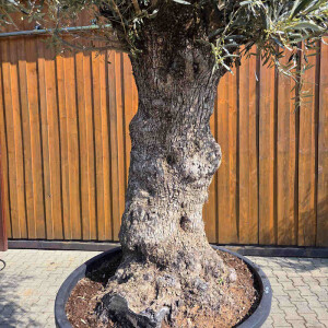 Olivenbaum Bonsai Nr. 2607 Hojiblanca