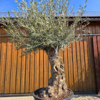 Olivenbaum Bonsai Nr. 2607 Hojiblanca