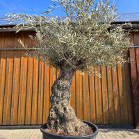 Olivenbaum Bonsai Nr. 2607 Hojiblanca