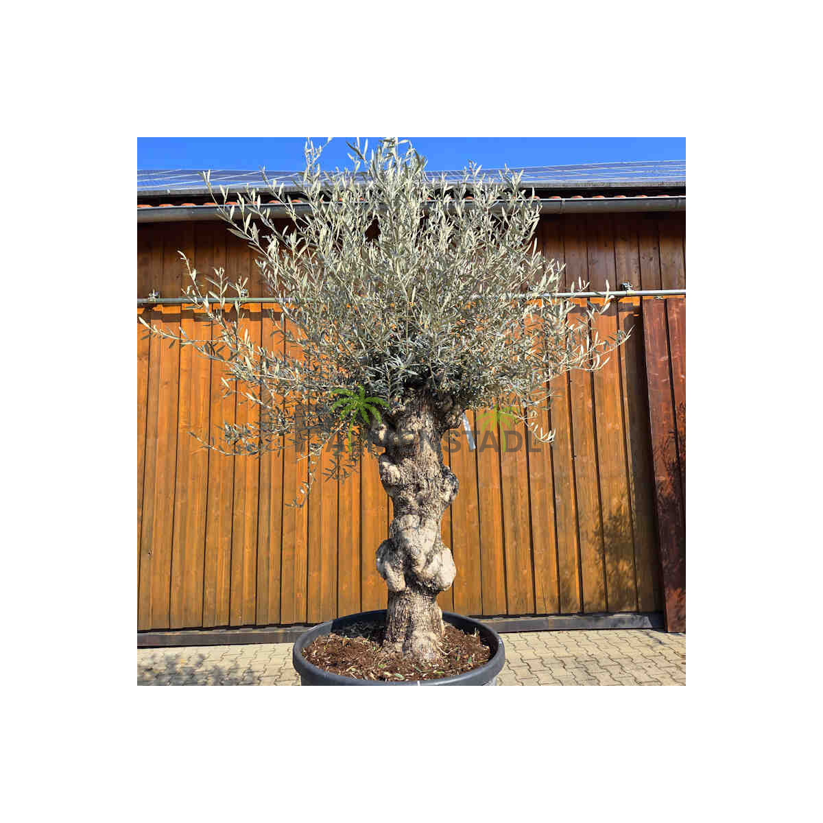 Olivenbaum Bonsai Nr. 2608 Hojiblanca