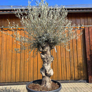 Olivenbaum Bonsai Nr. 2608 Hojiblanca