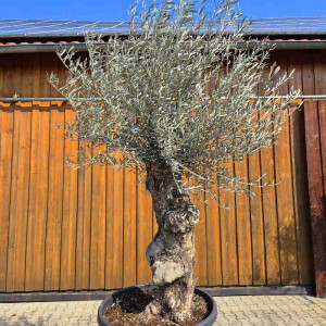 Olivenbaum Bonsai Nr. 2608 Hojiblanca