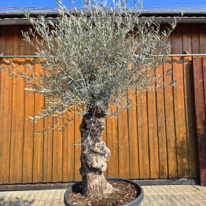Olivenbaum Bonsai Nr. 2608 Hojiblanca