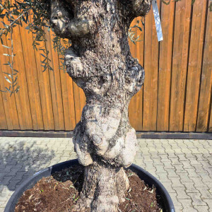 Olivenbaum Bonsai Nr. 2608 Hojiblanca