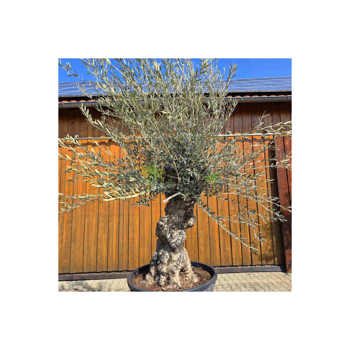 Olivenbaum Bonsai Nr. 2609 Hojiblanca