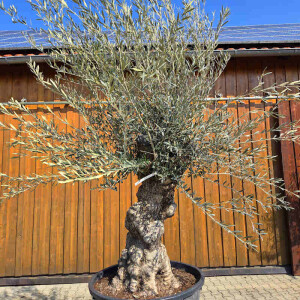 Olivenbaum Bonsai Nr. 2609 Hojiblanca