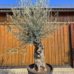 Olivenbaum Bonsai Nr. 2609 Hojiblanca