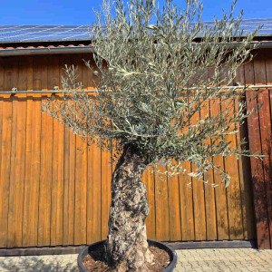 Olivenbaum Bonsai Nr. 2609 Hojiblanca