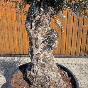 Olivenbaum Bonsai Nr. 2609 Hojiblanca