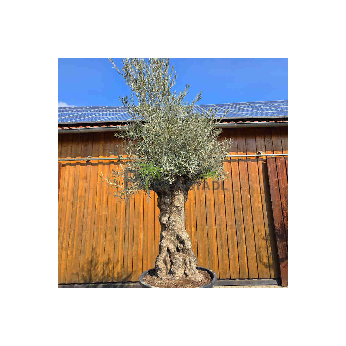 Olivenbaum Bonsai Nr. 2610 Hojiblanca