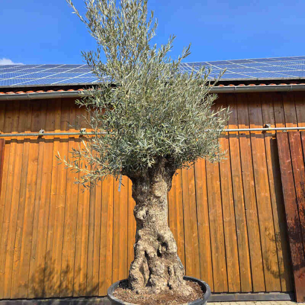 Olivenbaum Bonsai Nr. 2610 Hojiblanca