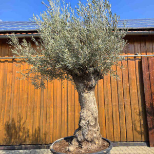 Olivenbaum Bonsai Nr. 2610 Hojiblanca