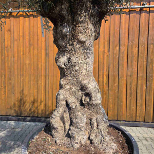 Olivenbaum Bonsai Nr. 2610 Hojiblanca