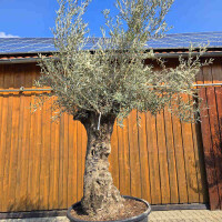 Olivenbaum Bonsai Nr. 2610 Hojiblanca