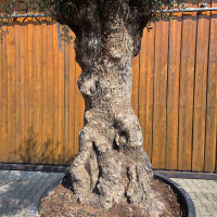 Olivenbaum Bonsai Nr. 2610 Hojiblanca
