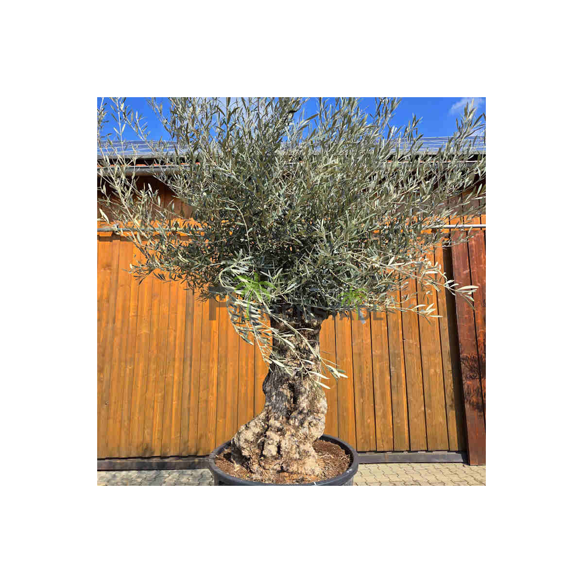 Olivenbaum Bonsai Nr. 2611 Hojiblanca