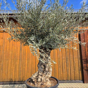 Olivenbaum Bonsai Nr. 2611 Hojiblanca