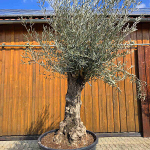 Olivenbaum Bonsai Nr. 2611 Hojiblanca