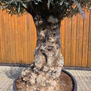 Olivenbaum Bonsai Nr. 2611 Hojiblanca