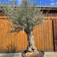 Olivenbaum Bonsai Nr. 2611 Hojiblanca