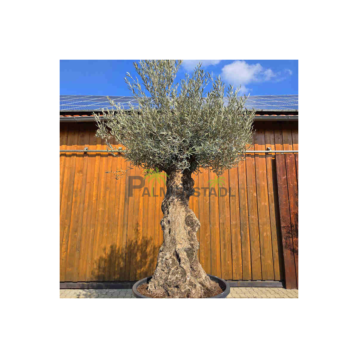 Olivenbaum Bonsai Nr. 2612 Hojiblanca