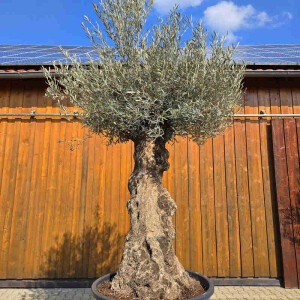 Olivenbaum Bonsai Nr. 2612 Hojiblanca