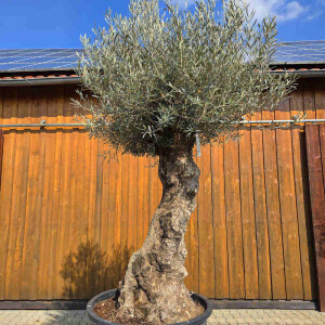Olivenbaum Bonsai Nr. 2612 Hojiblanca