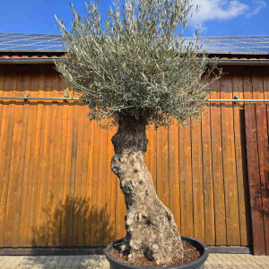 Olivenbaum Bonsai Nr. 2612 Hojiblanca