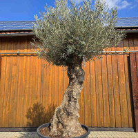 Olivenbaum Bonsai Nr. 2612 Hojiblanca