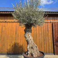 Olivenbaum Bonsai Nr. 2612 Hojiblanca