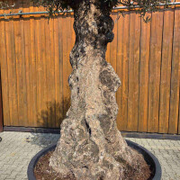 Olivenbaum Bonsai Nr. 2612 Hojiblanca