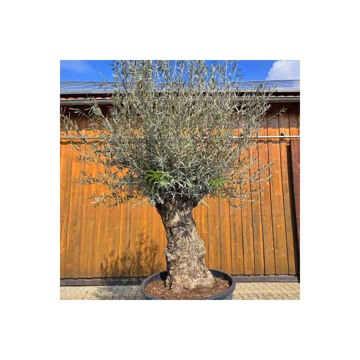 Olivenbaum Bonsai Nr. 2613 Hojiblanca