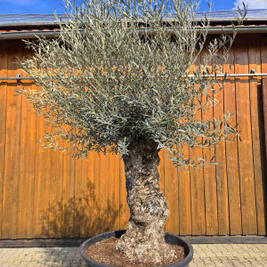 Olivenbaum Bonsai Nr. 2613 Hojiblanca