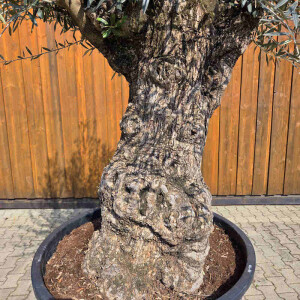 Olivenbaum Bonsai Nr. 2613 Hojiblanca