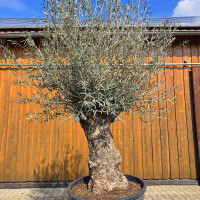 Olivenbaum Bonsai Nr. 2613 Hojiblanca