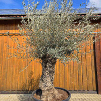Olivenbaum Bonsai Nr. 2613 Hojiblanca