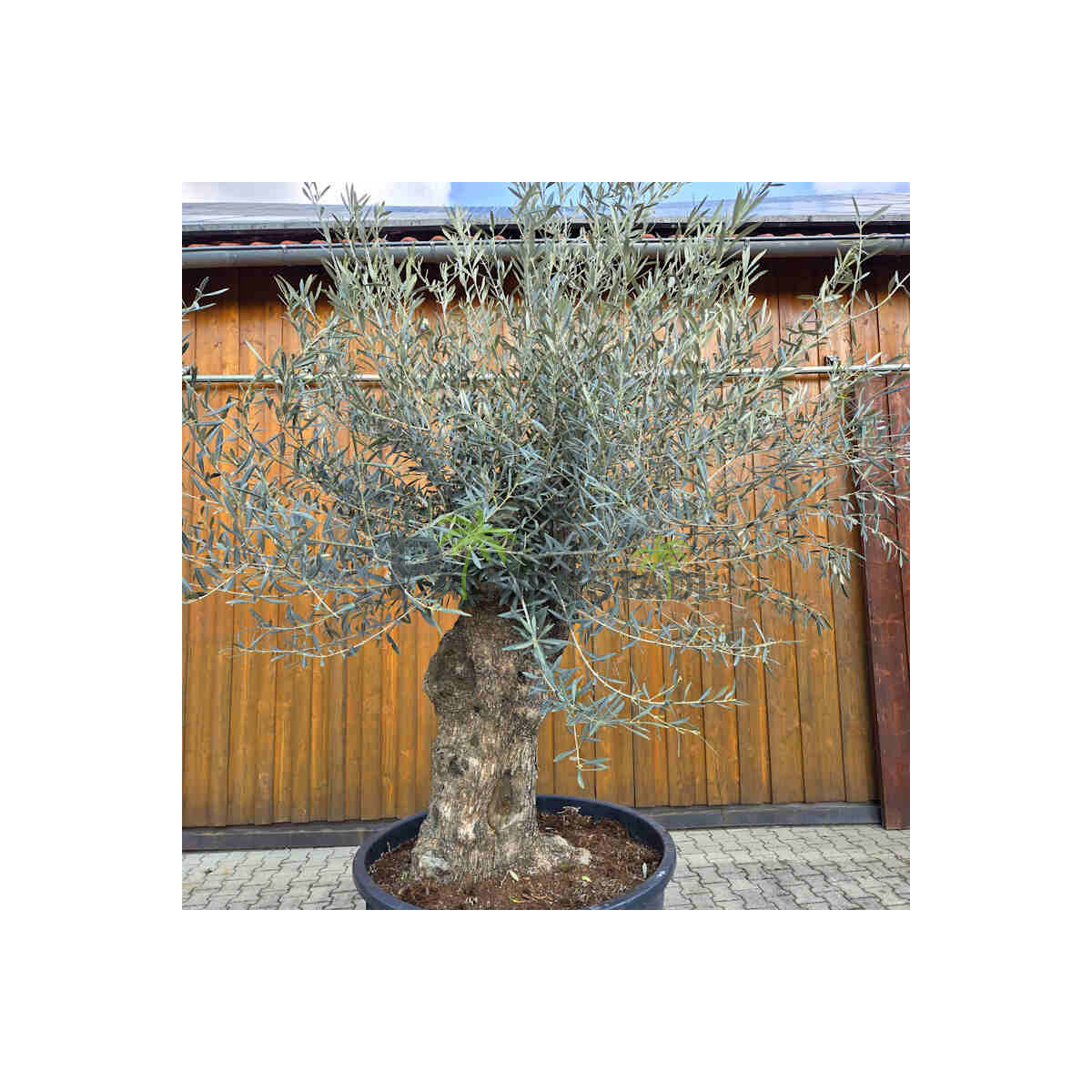 Olivenbaum Bonsai Nr. 2614 Hojiblanca