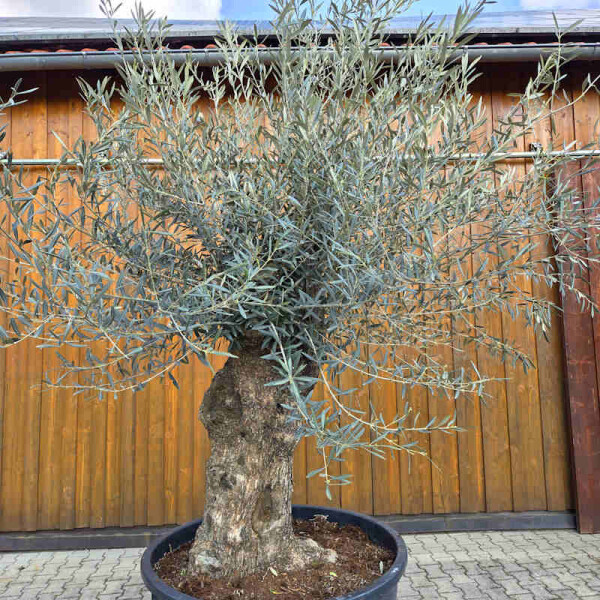 Olivenbaum Bonsai Nr. 2614 Hojiblanca