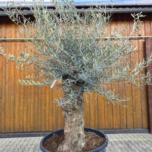 Olivenbaum Bonsai Nr. 2614 Hojiblanca
