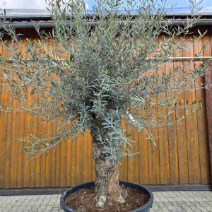 Olivenbaum Bonsai Nr. 2614 Hojiblanca